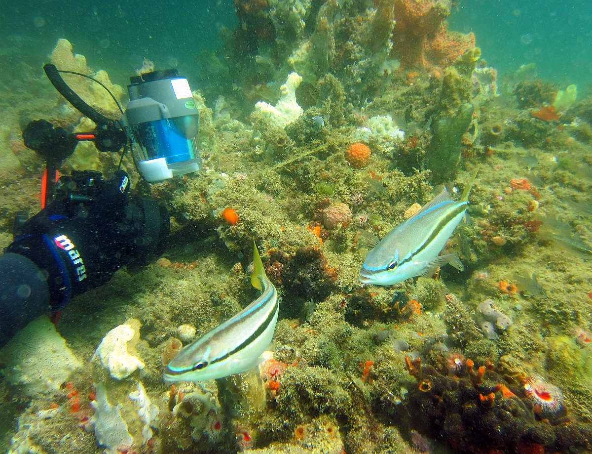 Sunday Dive: 24-03-2013 - Kwinana - Orient Ray Kwinana%20Grain%20Jetty%2024-03-2013%20nudi%20&%20buddy%201